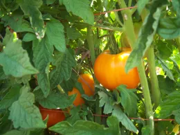 Tomato
