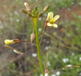 Sahara mustard