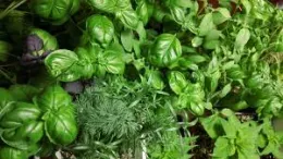 herb