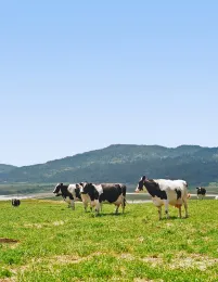 Water&Cows 1