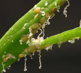 ACP nymph producing curly waxy tubules