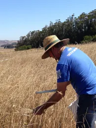 Tim-Bringing-in-the-Rye
