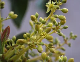 flowering