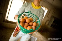 Eggs in a basket