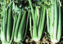 celery2