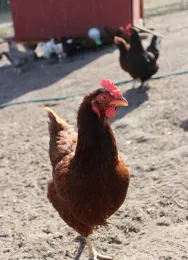 chicken