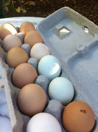 MSF Eggs