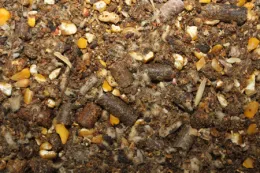 cattle feed