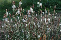 onionweed