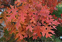 Oak