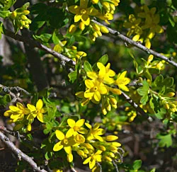 Ribes
