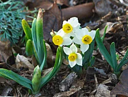 Narcissus-c