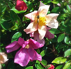 Butterfly Rose