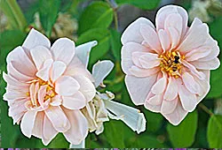 Rose 'Perle d' Or'