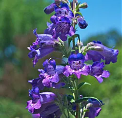 Penstemon 'Midnight'