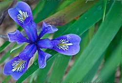 Iris
