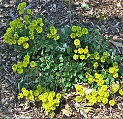 buckwheat