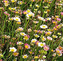 Santa Barbara Daisy