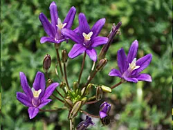 Brodiaea californica