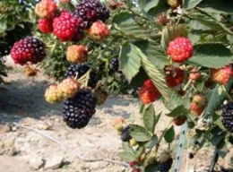 caneberry
