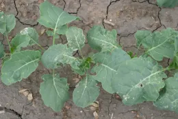 Oxyfluorfen damage post emergence on broccoli (note white bleaching of tissue)