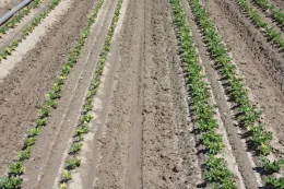 Metolachlor on celery (stunting of plants in row on left)