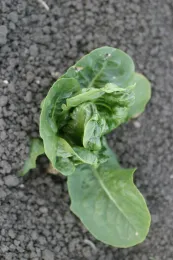 metolachlor on lettuce plant (leaf deformitty)