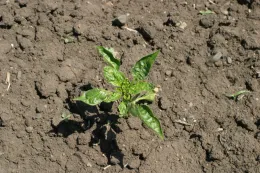 oxyfluorfen on pepper applied pretransplant (note crinkling of leaves and some necrosis)