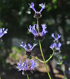 'Winnifred Gilman'