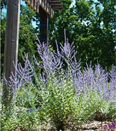 russianSage