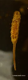 This rat-tailed maggot will become a drone fly, Eristalis tenax. (Photo by Kathy Keatley Garvey)