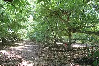 avocado grove