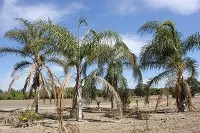 Palms