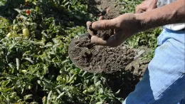 photo of man's hand holding soil with crops in background