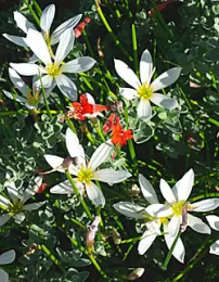 Argentine rain lily