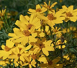 Copper Canyon Daisy
