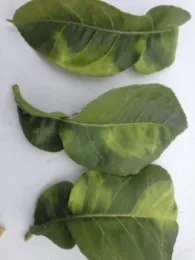 Blotchy yellow HLB-infected leaves