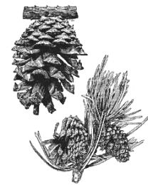 LDGCONE1