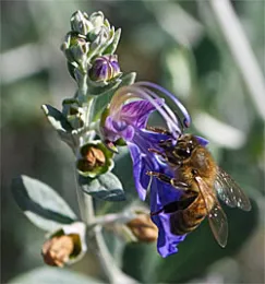 TeucriumBee
