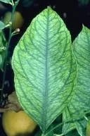 Citrus Interveinal Chlorosis