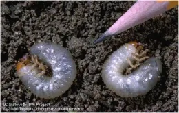 healthy grubs