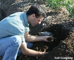Grubs Sampling