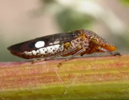 Female GWSS