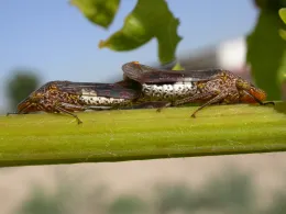 GWSS mating pair