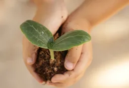 seedling