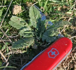 Carthamus lanatus rosette_cropped