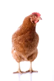 Poultry