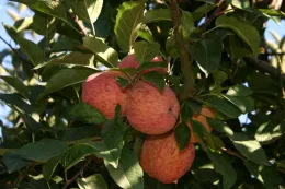 Dessert apples
