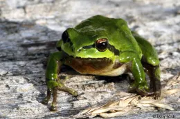 Marsh