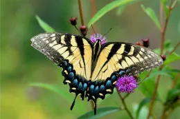 Butterfly Garden